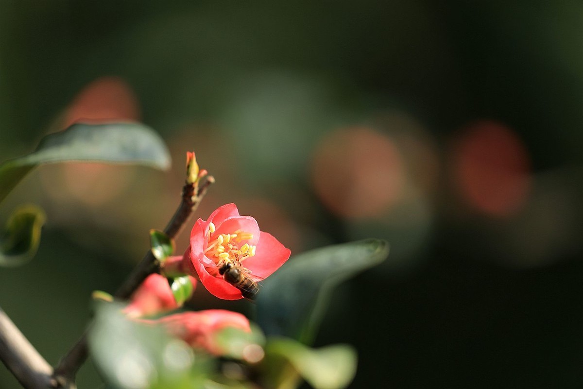 铁梗海棠【七】 2025.050