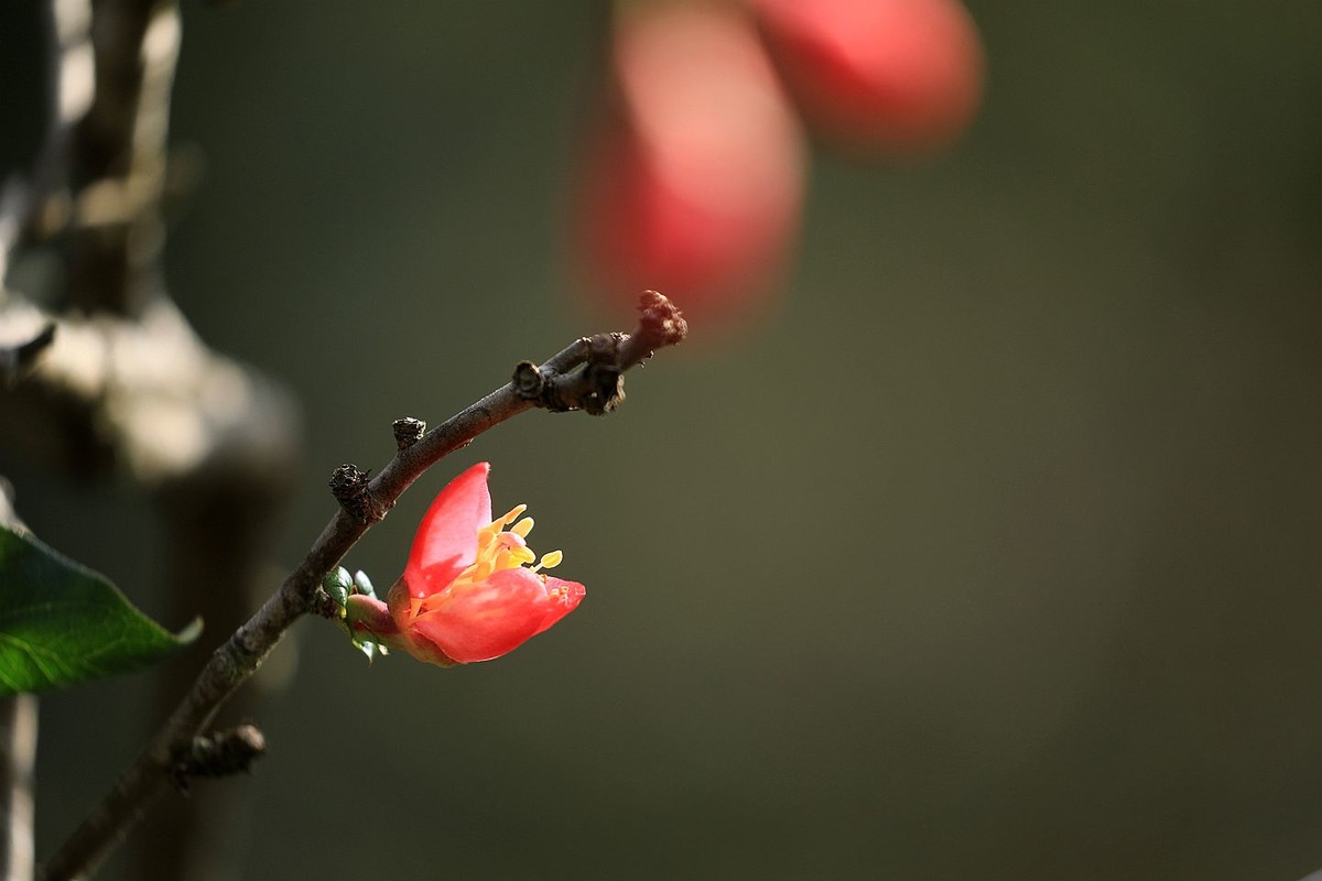 铁梗海棠【七】 2025.050