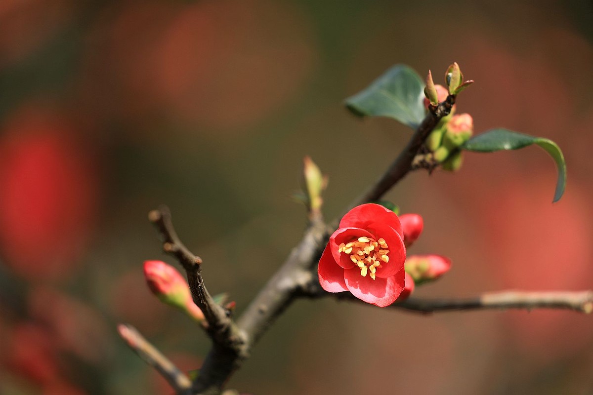 铁梗海棠【七】 2025.050