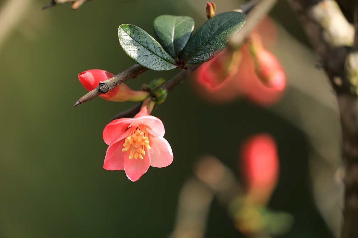 铁梗海棠【七】 2025.050