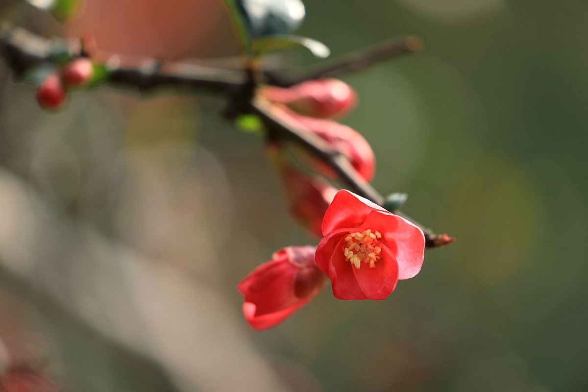 铁梗海棠【七】 2025.050