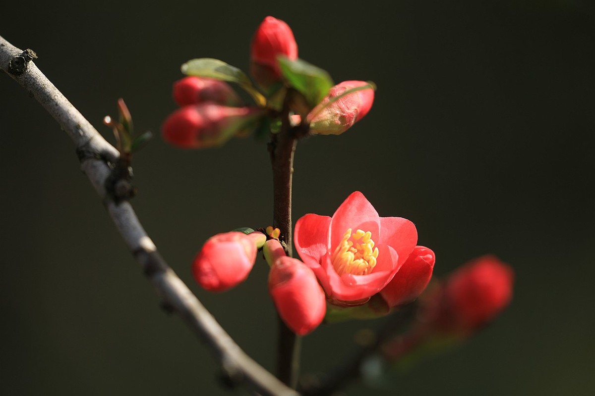 铁梗海棠【七】 2025.050