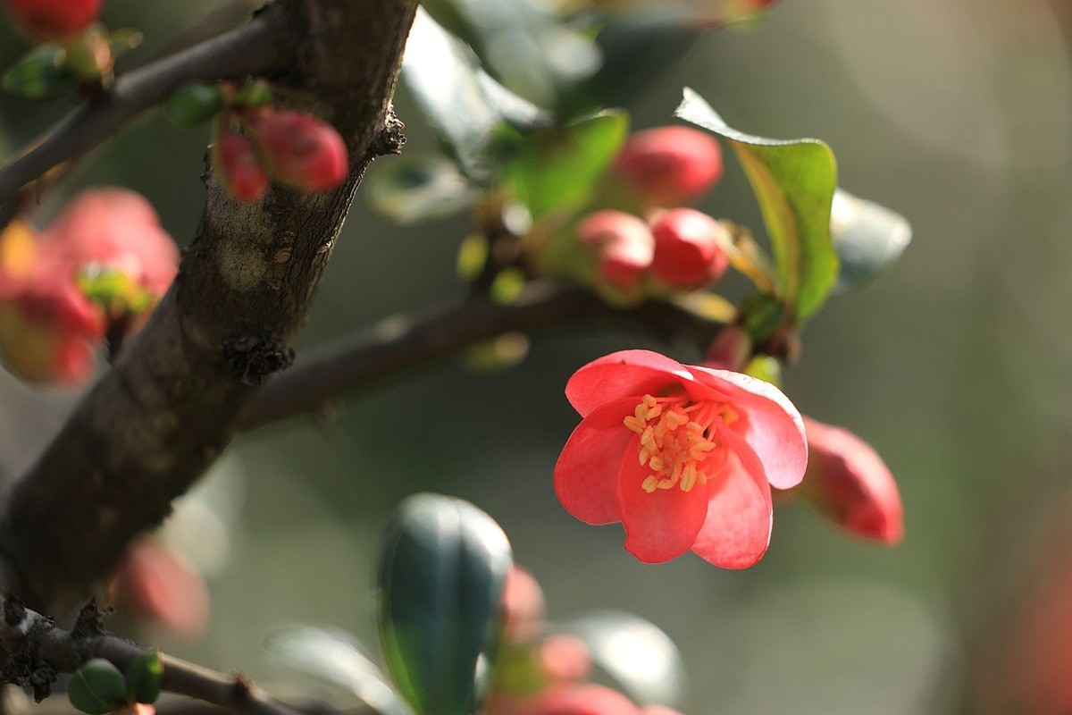 铁梗海棠【七】 2025.050