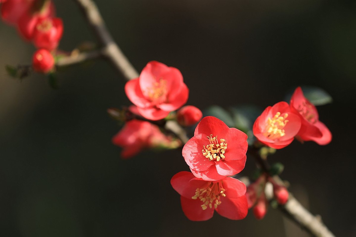 铁梗海棠【七】 2025.050