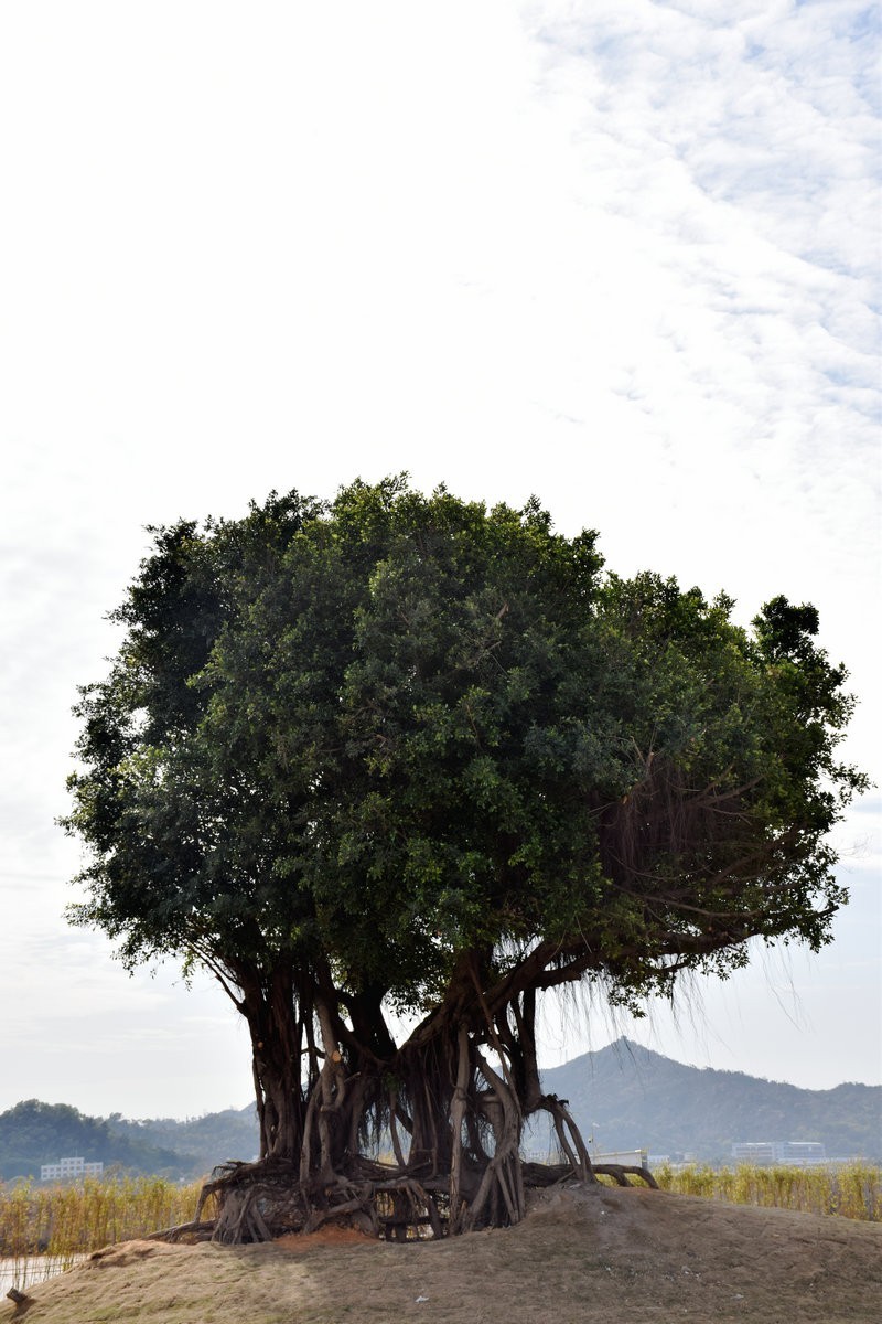 2025春节 广东行（24）潮汕生腌