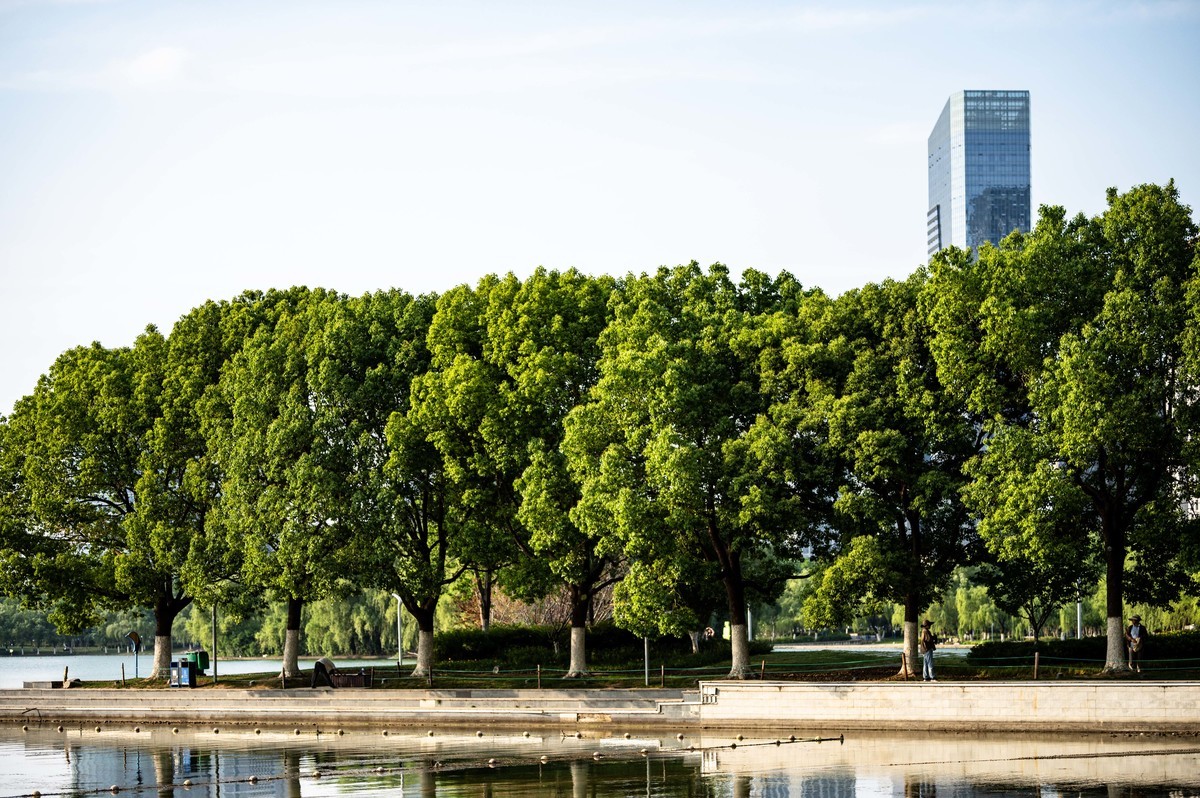 庐州印象（465）夏季天鹅湖