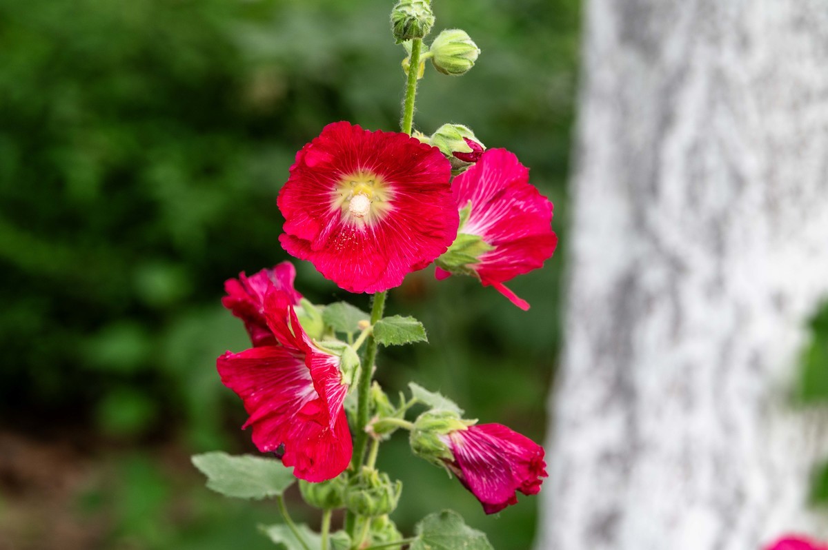 庐州印象（465）夏季天鹅湖