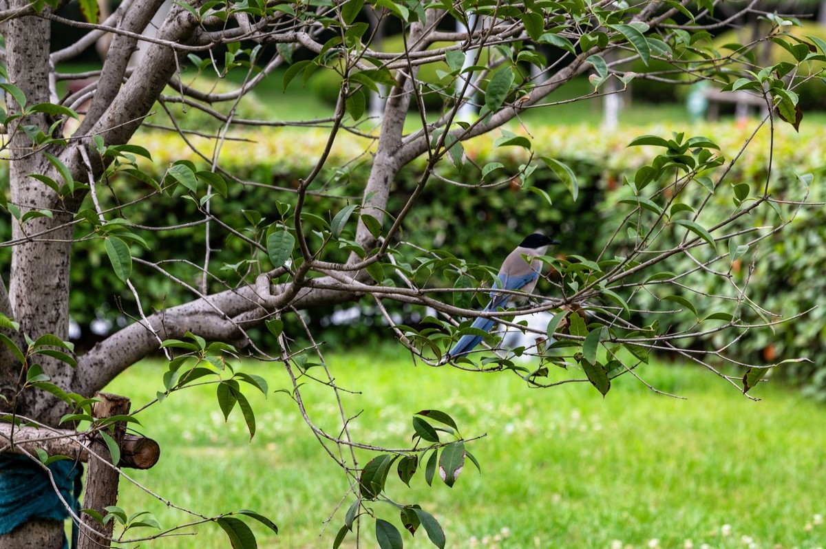 庐州印象（465）夏季天鹅湖
