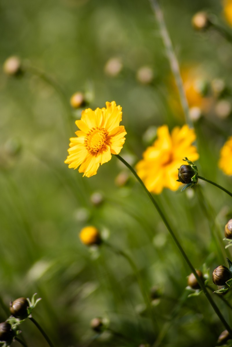 房 前 屋 后 的 花 （ 四 ）