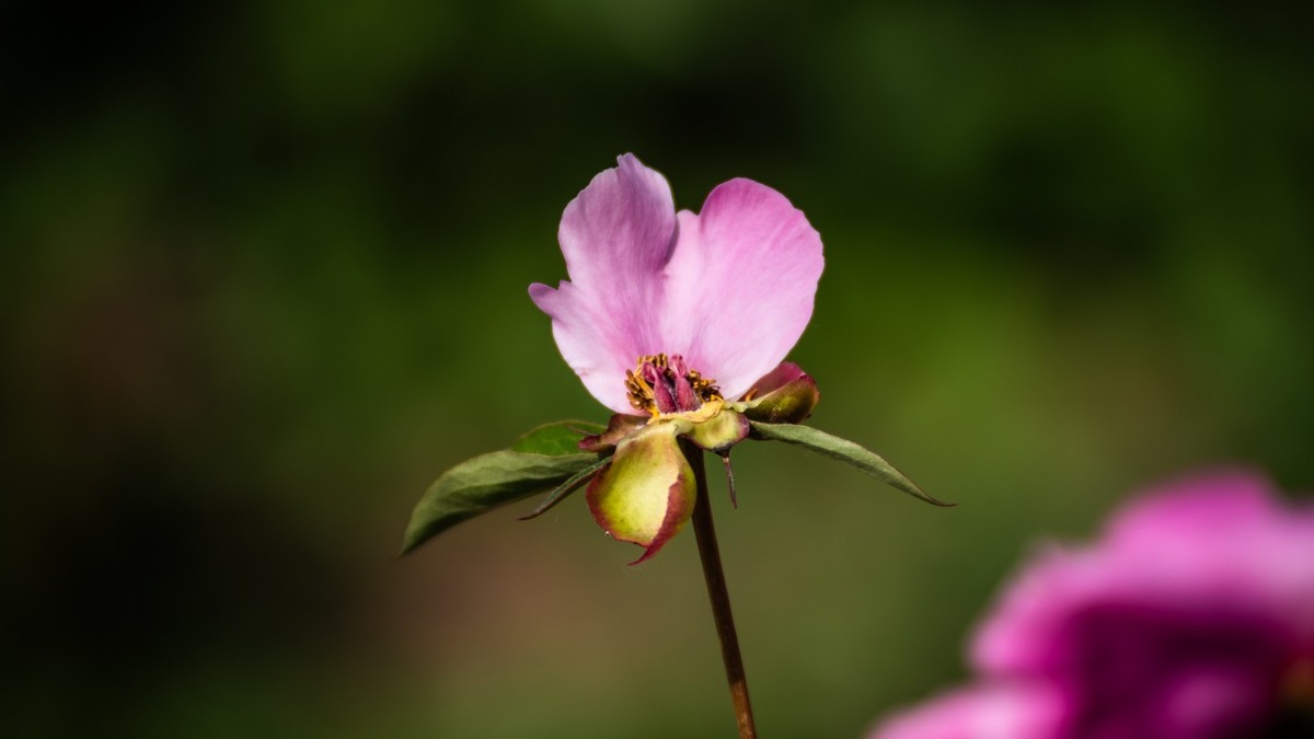 房 前 屋 后 的 花 （ 四 ）