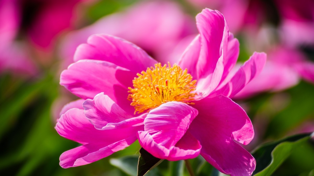 房 前 屋 后 的 花 （ 四 ）