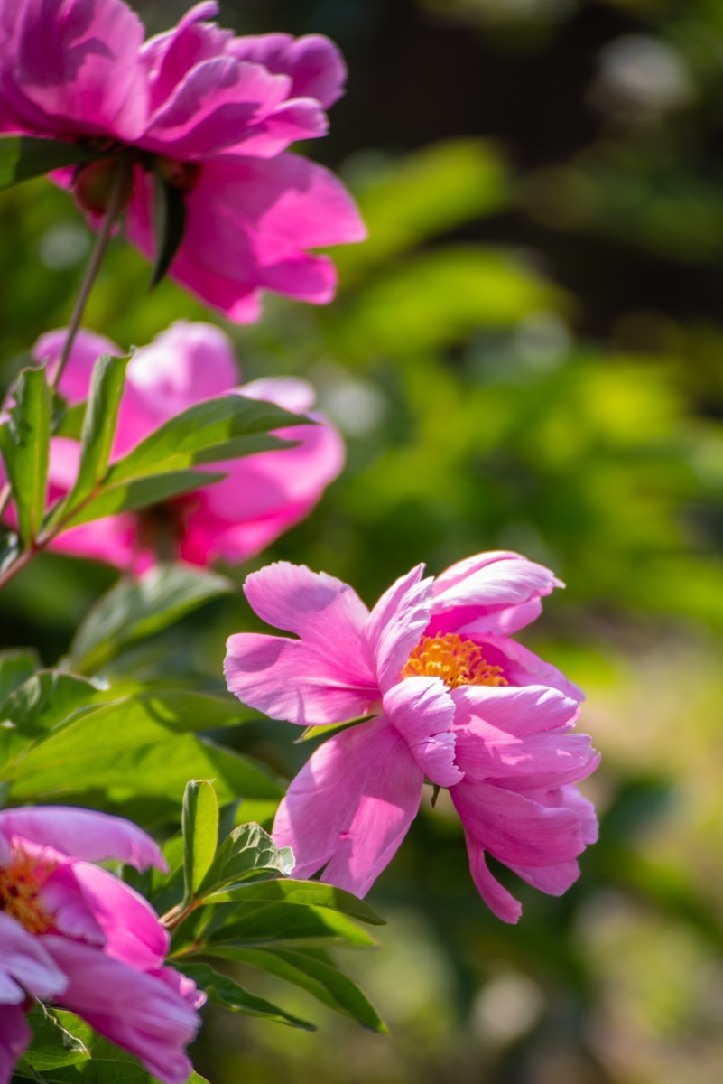 房 前 屋 后 的 花 （ 四 ）