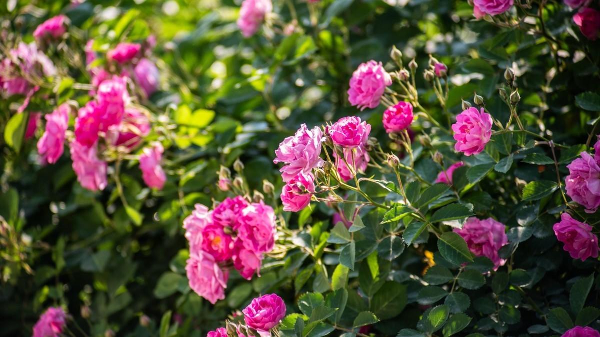 房 前 屋 后 的 花 （ 四 ）