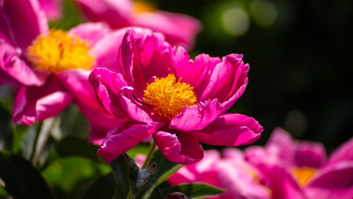 房 前 屋 后 的 花 （ 四 ）