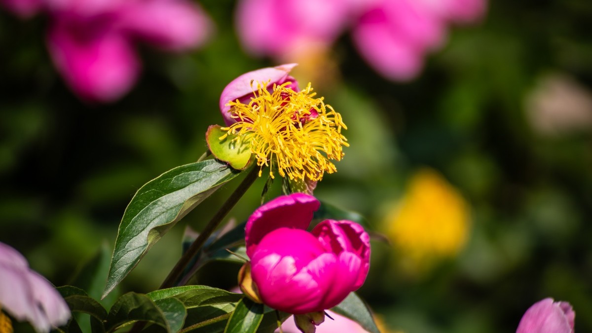 房 前 屋 后 的 花 （ 四 ）