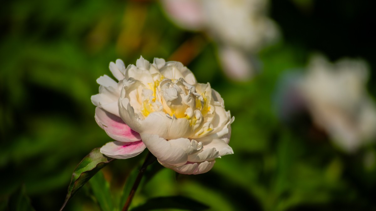 房 前 屋 后 的 花 （ 四 ）