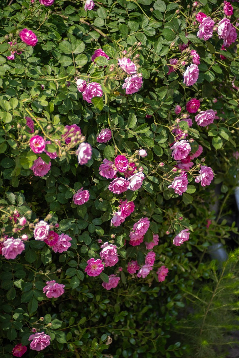 房 前 屋 后 的 花 （ 四 ）