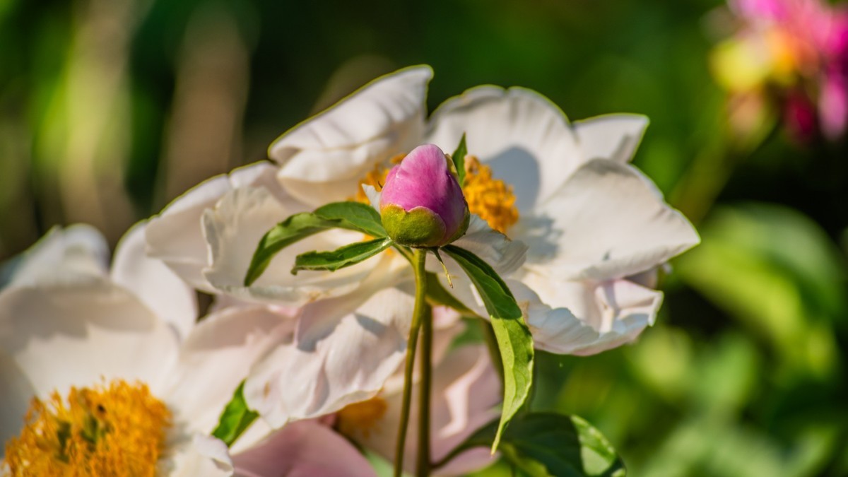 房 前 屋 后 的 花 （ 四 ）