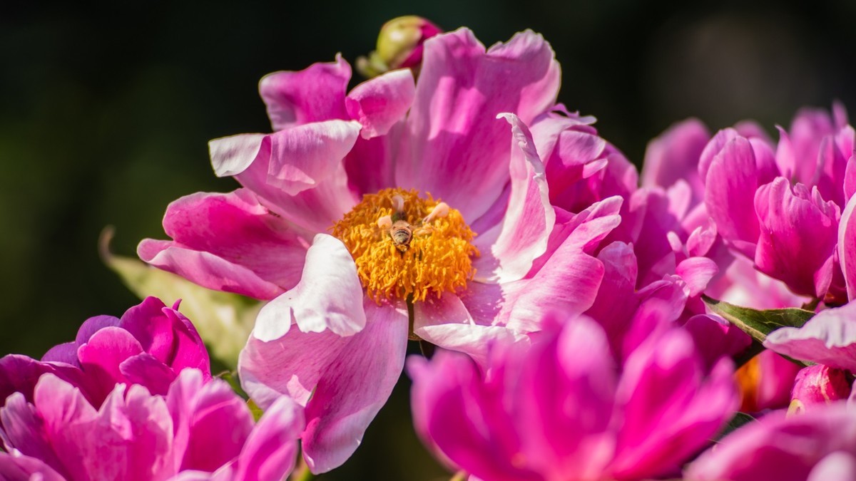 房 前 屋 后 的 花 （ 四 ）