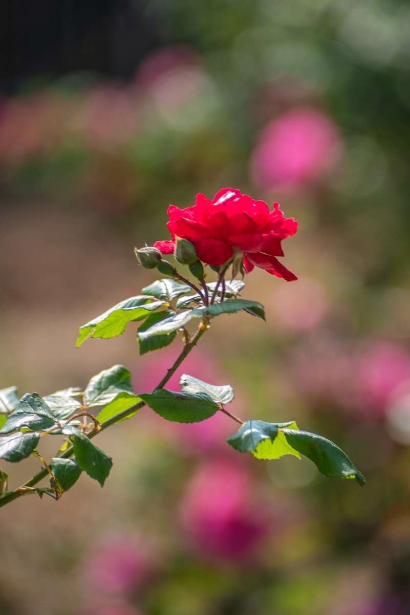 房 前 屋 后 的 花 （ 四 ）