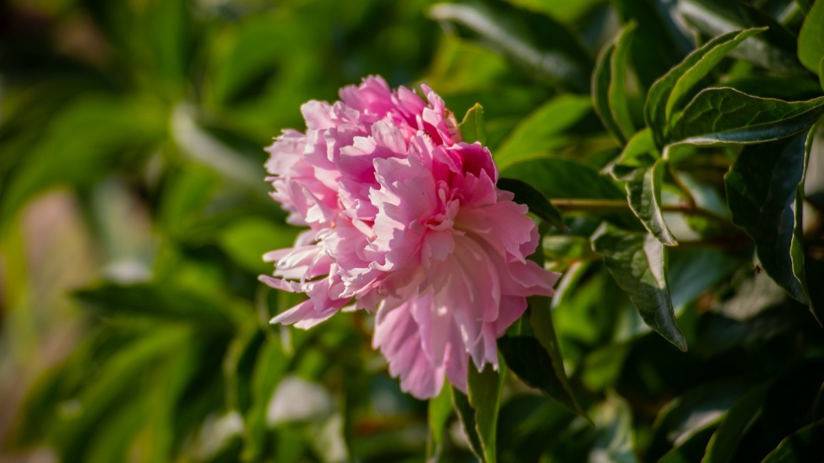 房 前 屋 后 的 花 （ 四 ）
