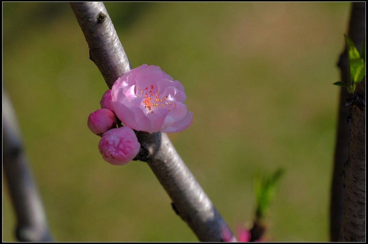 花卉练习（桃花）