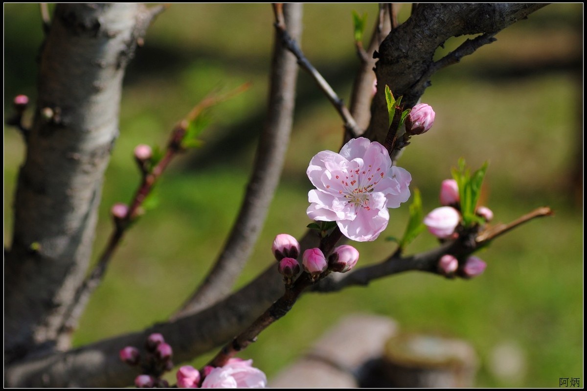 花卉练习（桃花）
