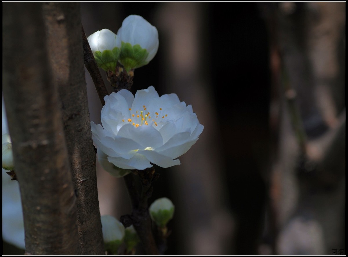 花卉练习（桃花）