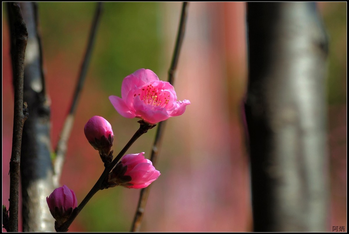 花卉练习（桃花）
