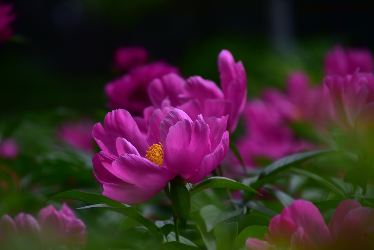 古城西安牡丹园的芍药花