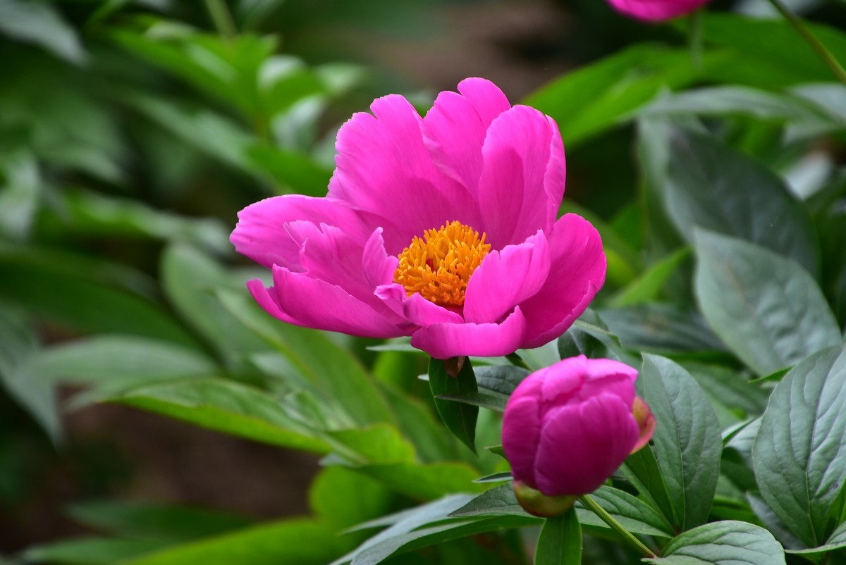 古城西安牡丹园的芍药花