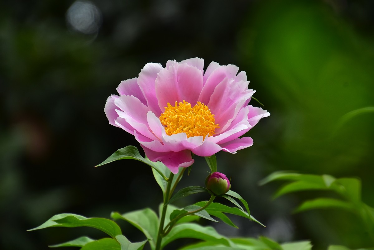 古城西安牡丹园的芍药花