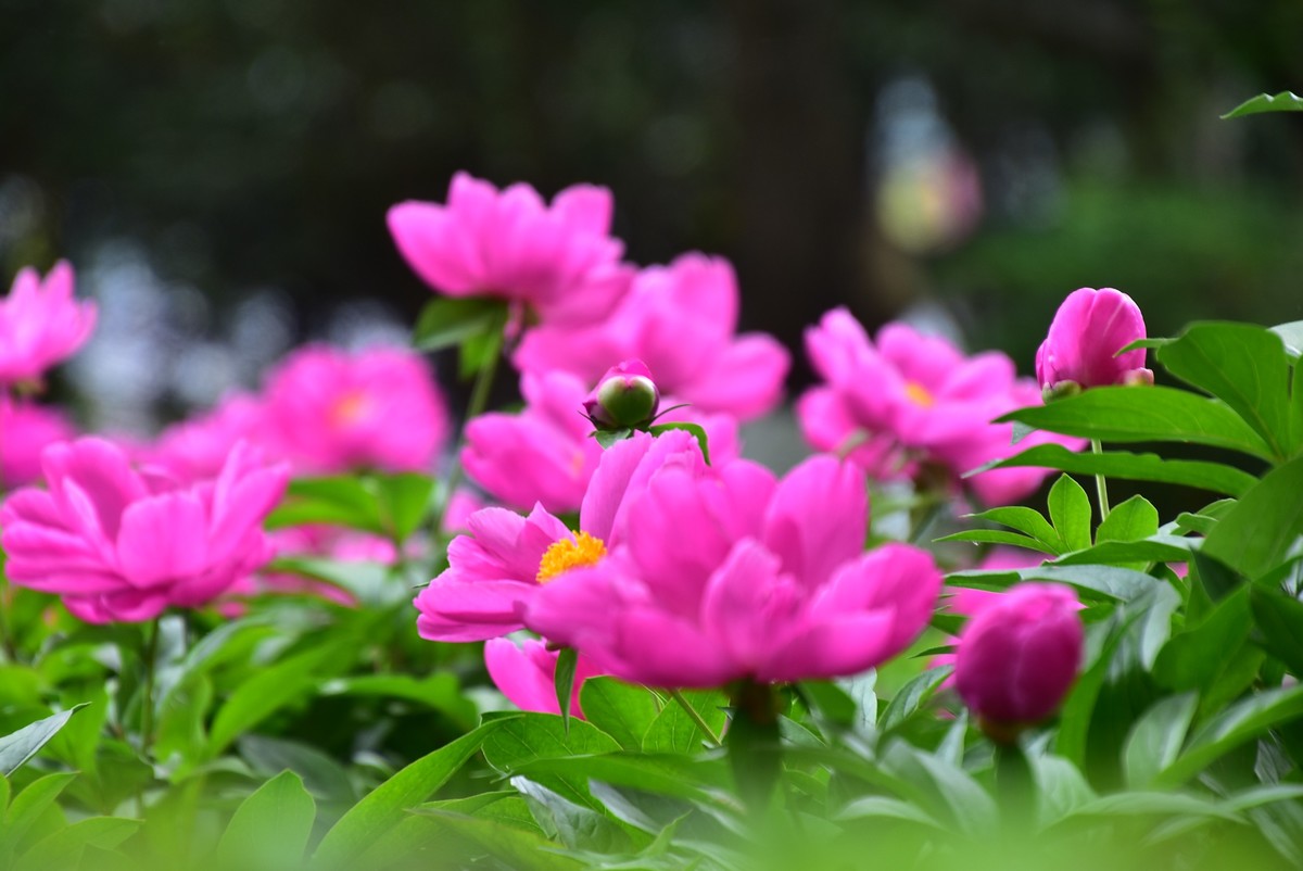 古城西安牡丹园的芍药花