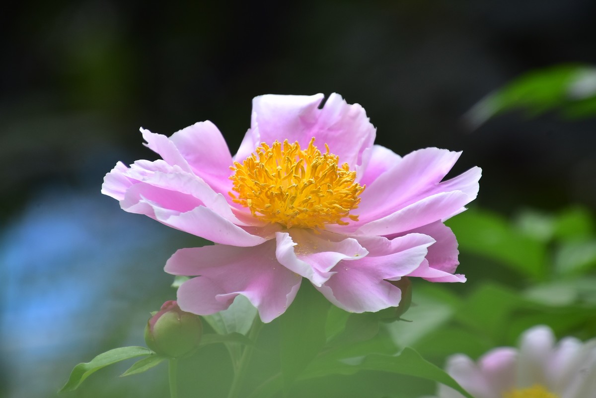 古城西安牡丹园的芍药花