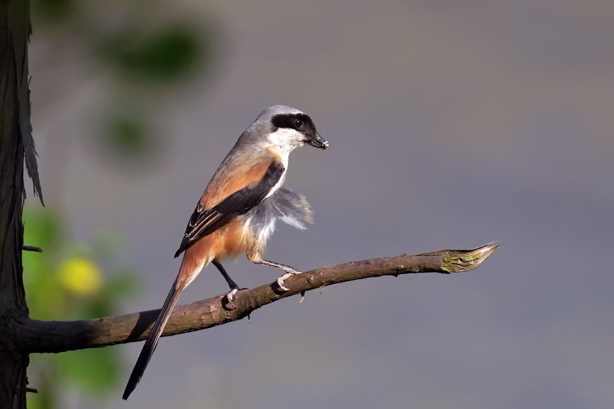 旧片_棕背伯劳2