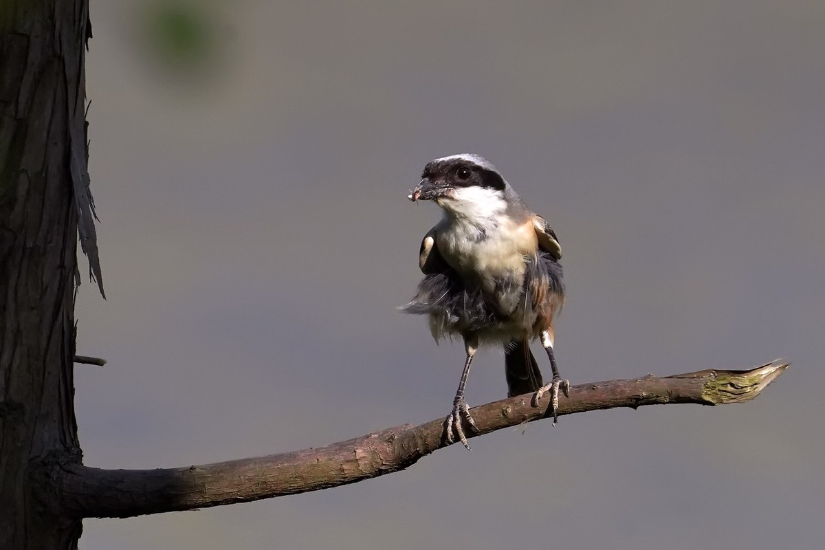 旧片_棕背伯劳2