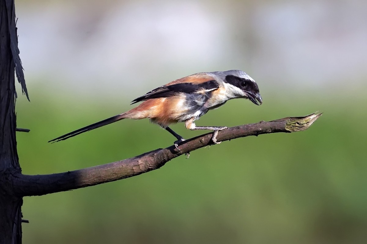 旧片_棕背伯劳2