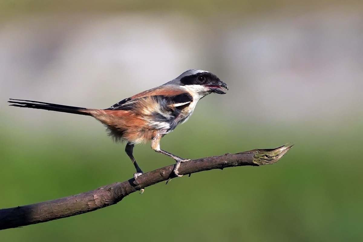 旧片_棕背伯劳2