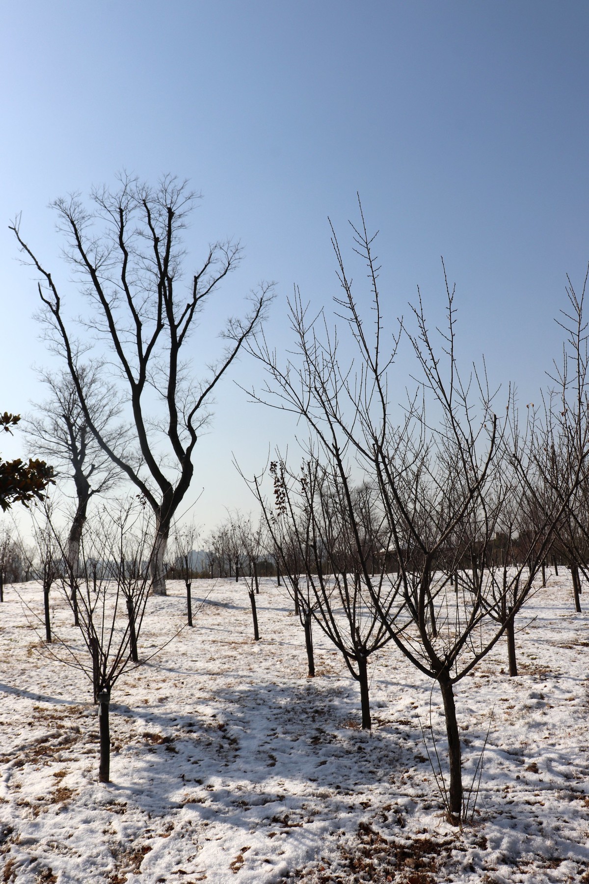 今冬第一场雪之雪后初晴随拍