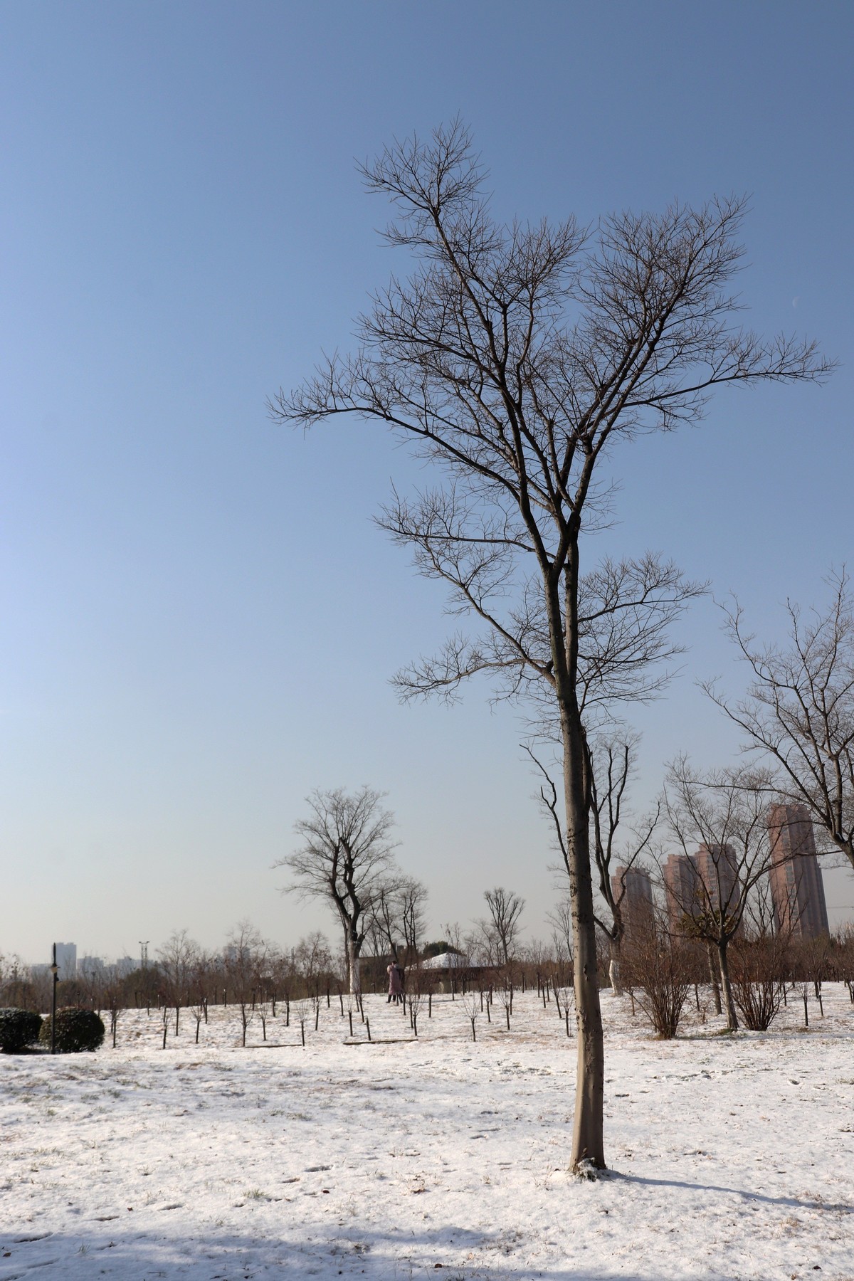 今冬第一场雪之雪后初晴随拍