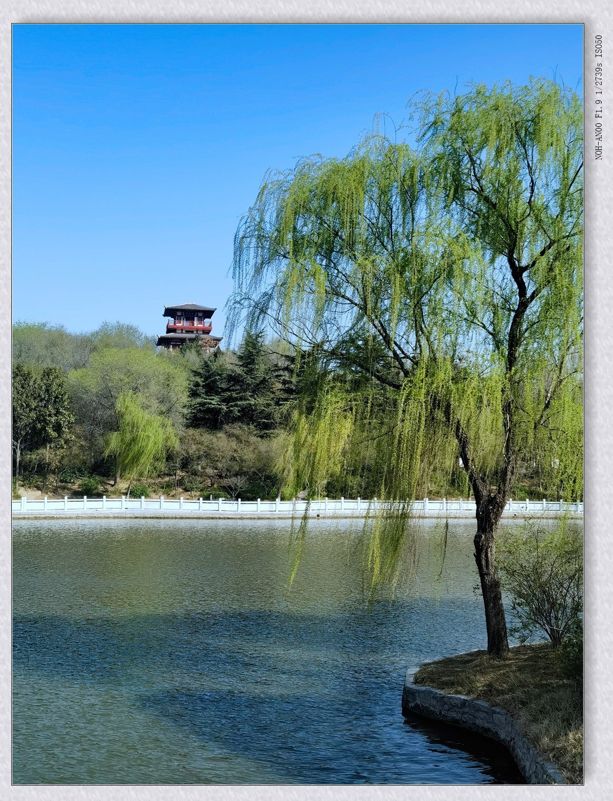 柳绿花红 7【2023-0301】-中关村在线摄影论坛
