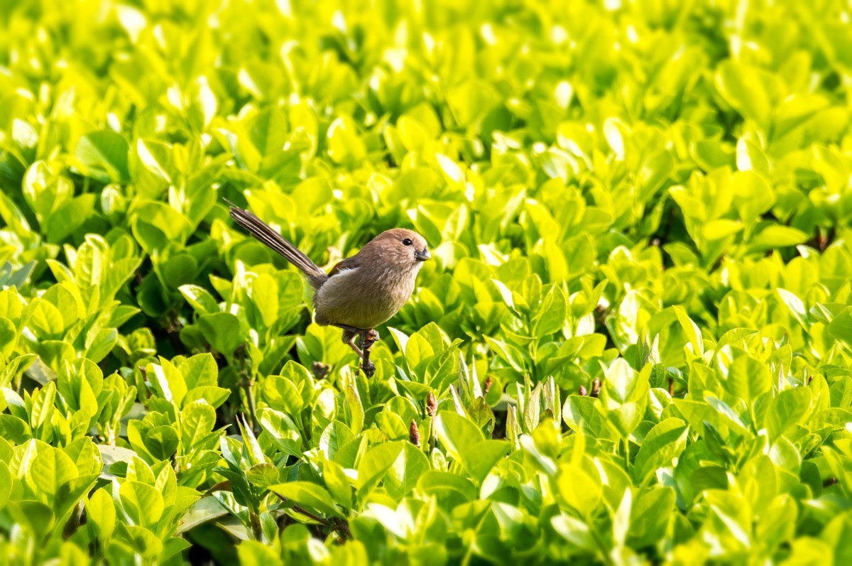 春天的粽头鸦雀（二）