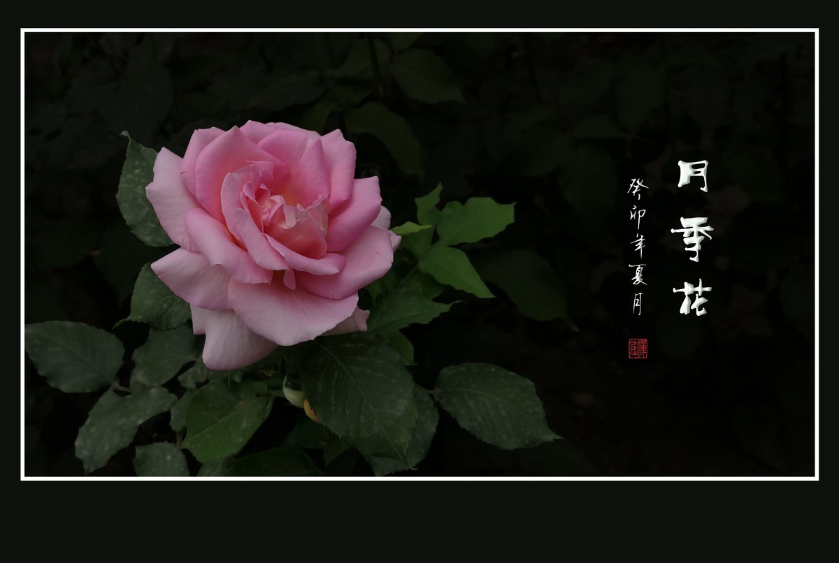 漂亮的花中皇后月季花