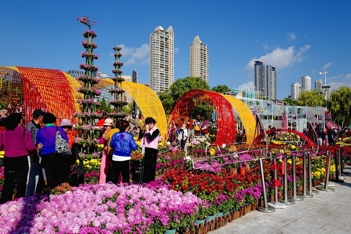 再见了，菊花。。。