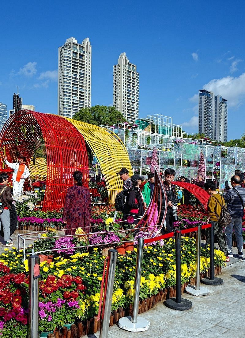 再见了，菊花。。。