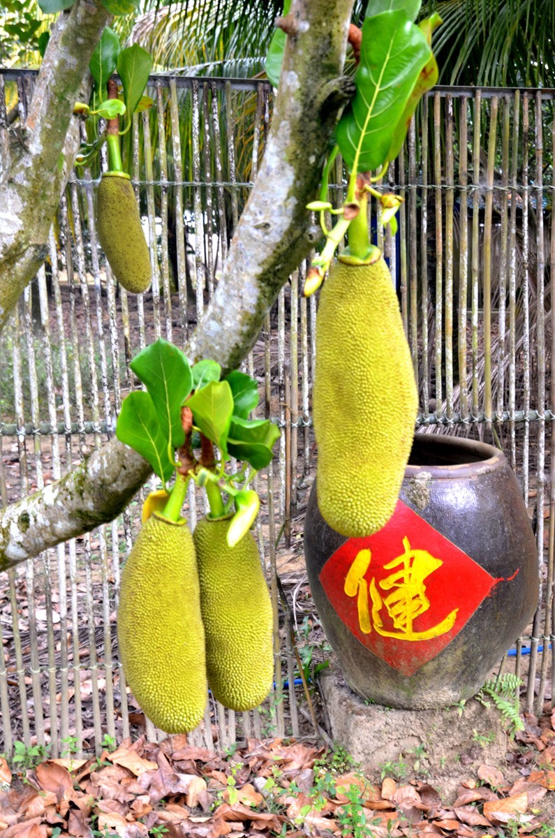 海南 万宁东澳水果园(二)