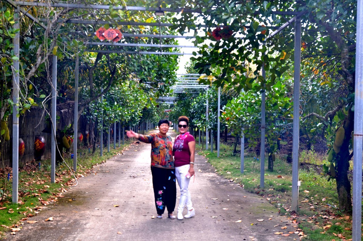 海南 万宁东澳水果园(二)