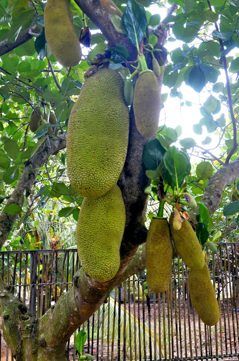 海南 万宁东澳水果园(二)