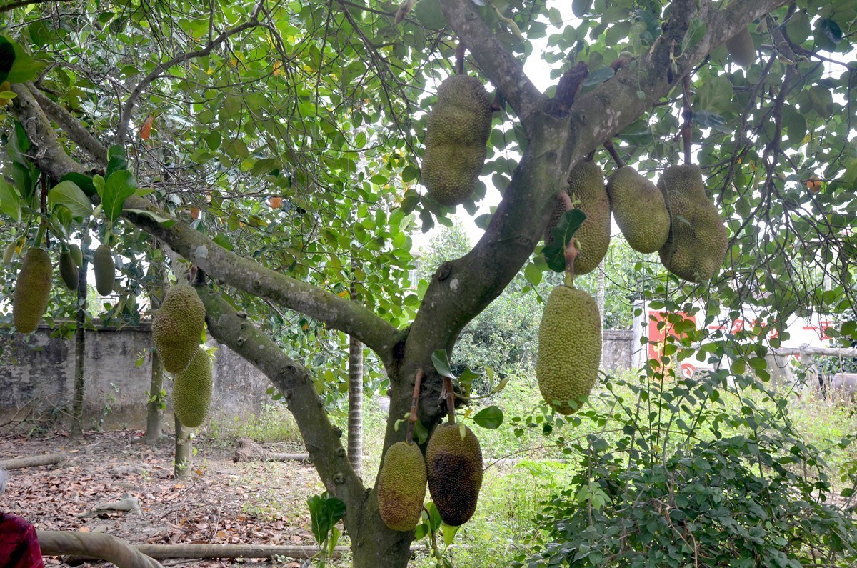 海南 万宁东澳水果园(二)