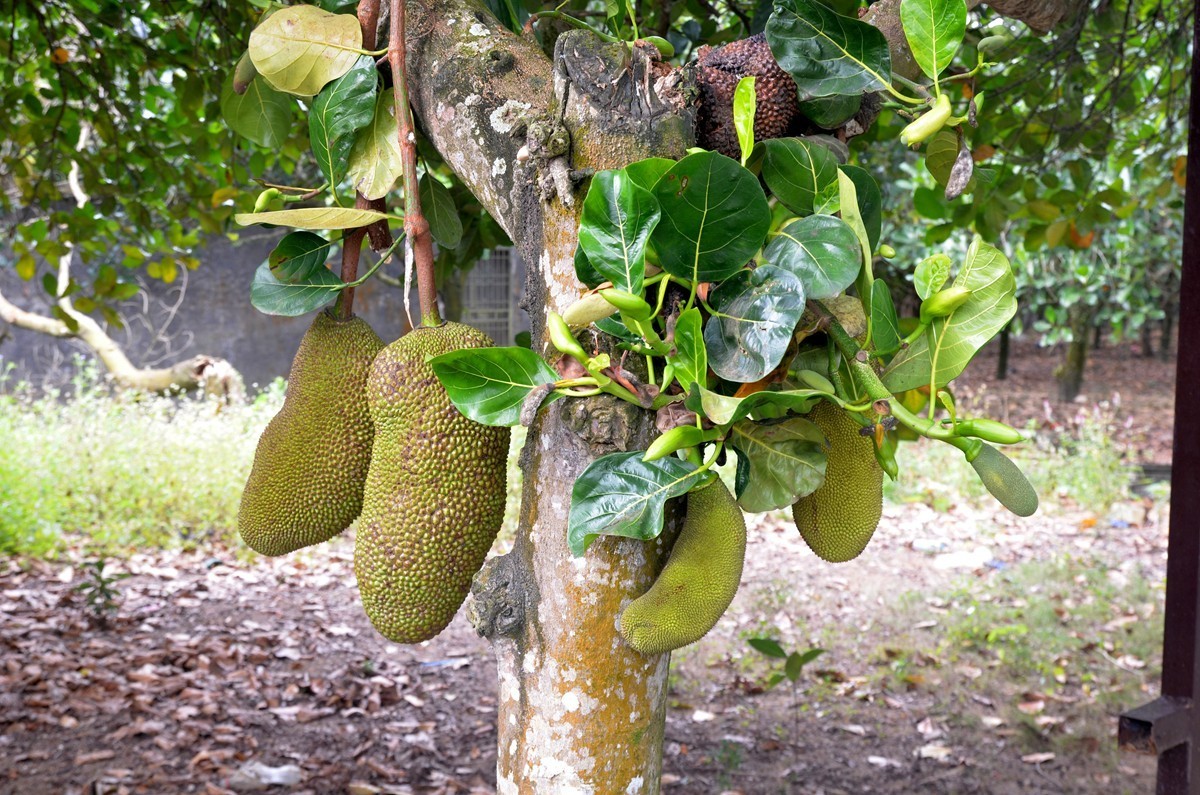 海南 万宁东澳水果园(二)